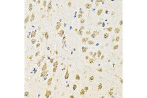 Immunohistochemistry of paraffin-embedded mouse brain using PTPRE antibody. (PTPRE 抗体  (AA 20-200))