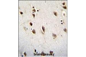 MSI1 Antibody (N-term) (ABIN655905 and ABIN2845305) immunohistochemistry analysis in formalin fixed and paraffin embedded human brain tissue followed by peroxidase conjugation of the secondary antibody and DAB staining. (MSI1 抗体  (N-Term))