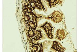 ABIN6267159 at 1/100 staining Mouse colon tissue by IHC-P. (PLK1 抗体  (pThr210))