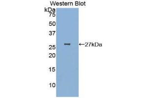 Western Blotting (WB) image for anti-Poliovirus Receptor-Related 2 (Herpesvirus Entry Mediator B) (PVRL2) (AA 83-291) antibody (ABIN1860376) (PVRL2 抗体  (AA 83-291))