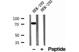Western blot analysis of extracts of HEK-293 cells, using ACSL4/FACL4 antibody. (ACSL4 抗体  (N-Term))