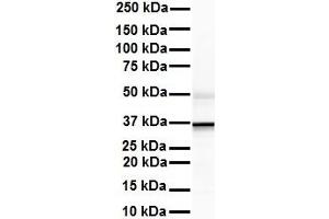 WB Suggested Anti-ZFP36L1 antibody Titration: 1 ug/mL Sample Type: Human liver (ZFP36L1 抗体  (Middle Region))