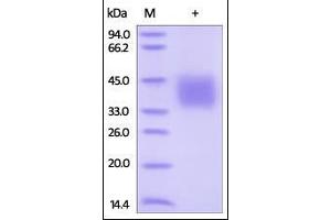 Human IFN-gamma R1, His Tag on SDS-PAGE under reducing (R) condition. (IFNGR1 Protein (AA 18-245) (His tag))