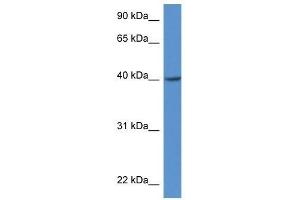 Western Blot showing Zdhhc11 antibody used at a concentration of 1. (ZDHHC11 抗体  (Middle Region))