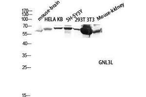 Western Blot (WB) analysis of Mouse Brain HeLa KB SH-SY5Y 293T 3T3 Mouse Kidney lysis using GNL3L antibody. (GNL3L 抗体  (Internal Region))