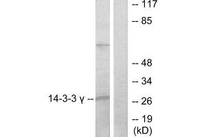 Western Blotting (WB) image for anti-14-3-3 gamma (YWHAG1) (Internal Region) antibody (ABIN1850146) (14-3-3 gamma 抗体  (Internal Region))
