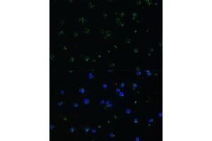 Immunofluorescence (IF) image for anti-rho GTPase Activating Protein 25 (ARHGAP25) (AA 1-370) antibody (ABIN3021770)
