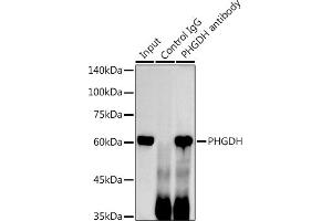 Immunoprecipitation analysis of 300 μg extracts of HeLa cells using 3 μg PHGDH antibody (ABIN6132486, ABIN6145554, ABIN6145555 and ABIN6214726). (PHGDH 抗体  (AA 264-533))