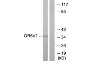 Western Blotting (WB) image for anti-Olfactory Receptor, Family 5, Subfamily V, Member 1 (OR5V1) (AA 241-290) antibody (ABIN2891037) (OR5V1 抗体  (AA 241-290))