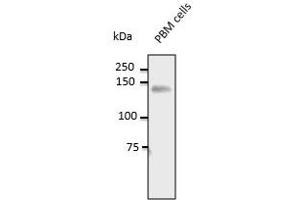 CD31 抗体  (C-Term)