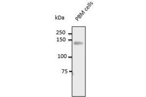 Endogenous CD31 detected at 1/500 dilution, lysate at 100 µg per Iane and rabbit polyclonal to goat lgG (HRP) at 1/10,000 dilution, (CD31 抗体  (C-Term))
