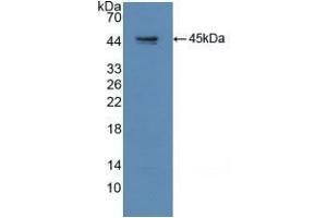 Detection of Recombinant GAP43, Human using Polyclonal Antibody to Growth Associated Protein 43 (GAP43) (GAP43 抗体  (AA 1-274))