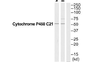 Western blot analysis of extracts from Jurkat/293 cells, using CYP21A2 antibody.