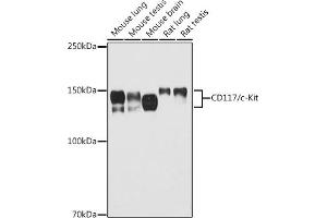 Western blot analysis of extracts of various cell lines, using CD117/c-Kit antibody (ABIN6133454, ABIN6142896, ABIN6142898 and ABIN6213818) at 1:500 dilution. (KIT 抗体  (AA 25-295))