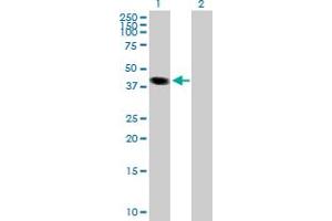 Western Blot analysis of LOC170082 expression in transfected 293T cell line by LOC170082 MaxPab polyclonal antibody. (TCEANC 抗体  (AA 1-351))