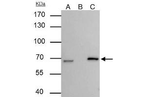 IP Image Lamin B2 antibody [N3C2], Internal immunoprecipitates Lamin B2 protein in IP experiments. (Lamin B2 抗体)