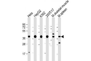Western Blot at 1:2000 dilution Lane 1: Hela whole cell lysate Lane 2: HepG2 whole cell lysate Lane 3: K562 whole cell lysate Lane 4: 293T/17 whole cell lysate Lane 5: mouse skeletal muscle lysate Lane 6: mouse spleen lysate Lysates/proteins at 20 ug per lane. (PCBP1 抗体  (AA 188-217))