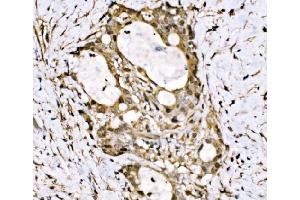 IHC analysis of KLF15 using anti-KLF15 antibody (ABIN7599269).