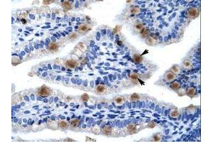 Image no. 1 for anti-Minichromosome Maintenance Complex Component 6 (MCM6) (C-Term) antibody (ABIN202926) (MCM6 抗体  (C-Term))