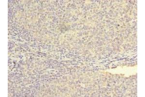 Immunohistochemistry of paraffin-embedded human tonsil tissue using ABIN7162035 at dilution of 1:100 (NXNL2 抗体  (AA 1-135))