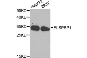 Western blot analysis of extracts of various cell lines, using ELSPBP1 antibody (ABIN1872524) at 1:1000 dilution. (ELSPBP1 抗体)