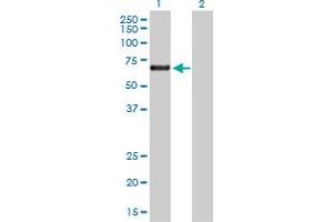Western Blot analysis of ACD expression in transfected 293T cell line by ACD MaxPab polyclonal antibody. (ACD 抗体  (AA 1-544))