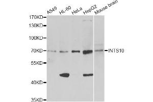 Western blot analysis of extracts of various cell lines, using INTS10 antibody (ABIN6291685) at 1:1000 dilution. (INTS10 抗体)