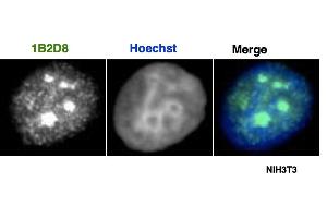 Immunofluorescence (IF) image for anti-Apoptosis Antagonizing Transcription Factor (AATF) (AA 1-39) antibody (ABIN6971349)