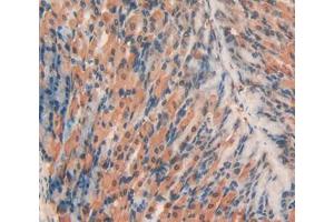 Used in DAB staining on fromalin fixed paraffin- embedded stomach tissue (RNPEP 抗体  (AA 112-358))