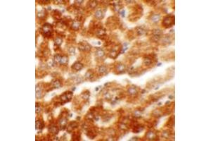 Immunohistochemistry (IHC) image for anti-Hepatoma-Derived Growth Factor-Related Protein 2 (HDGFRP2) (N-Term) antibody (ABIN1031402) (HDGFRP2 抗体  (N-Term))