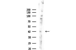 anti-Spermatogenesis Associated 22 (SPATA22) (N-Term) antibody