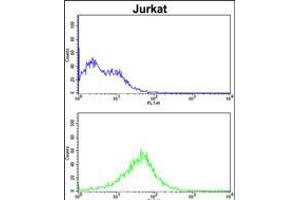 Flow Cytometry (FACS) image for anti-Regulator of Chromosome Condensation (RCC1) and BTB (POZ) Domain Containing Protein 2 (RCBTB2) (AA 71-99), (N-Term) antibody (ABIN5536005)