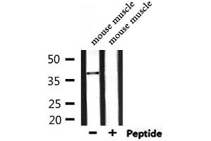 Western blot analysis of extracts from mouse muscle, using NEUROD4 Antibody. (NEUROD4 抗体  (N-Term))