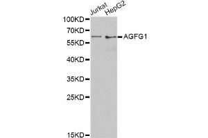 Western blot analysis of extracts of various cell lines, using AGFG1 antibody. (AGFG1 抗体)