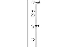 Western blot analysis in mouse heart tissue lysates (35ug/lane). (DAPL1 抗体  (N-Term))