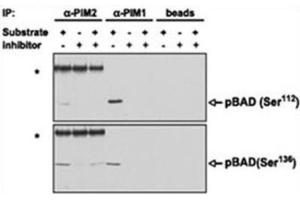 Immunoprecipitation (IP) image for anti-Proto-Oncogene Pim-2 (Serine Threonine Kinase) (PIM2) antibody (ABIN3003584) (PIM2 抗体)