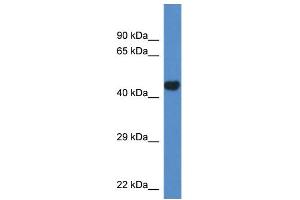 WB Suggested Anti-Pcyt2 Antibody Titration: 1. (PCYT2 抗体  (N-Term))