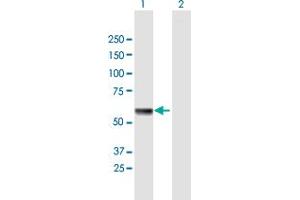 Western Blot analysis of HSPA13 expression in transfected 293T cell line by HSPA13 MaxPab polyclonal antibody. (HSPA13 抗体  (AA 1-471))