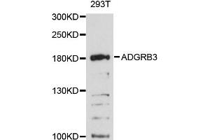 Western blot analysis of extracts of 293T cells, using ADGRB3 antibody (ABIN6290299) at 1:3000 dilution. (BAI3 抗体)