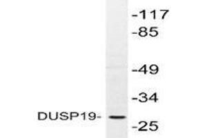 Western blot analysis of DUSP19 in extracts from COS-7 cells using DUSP19 antibody . (DUSP19 抗体)