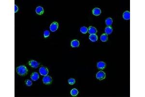 Confocal immunofluorescent testing of Ramos cells with Alexa Fluor 488 conjugated Lambda light chain antibody (green) and DAPI nuclear counterstain (blue). (小鼠 anti-人 lambda Light Chain (Lambda-IgLC) Antibody)