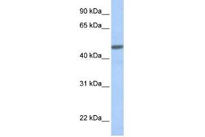 WB Suggested Anti-CALCRL Antibody Titration:  0. (CALCRL 抗体  (N-Term))