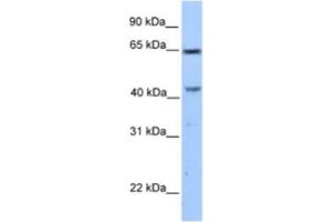 Western Blotting (WB) image for anti-Coiled-Coil Domain Containing 60 (CCDC60) antibody (ABIN2463555) (CCDC60 抗体)