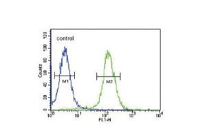 Flow cytometric analysis of 293 cells (right histogram) compared to a negative control cell (left histogram). (Neuropeptide FF 抗体  (C-Term))