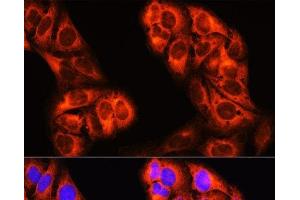 Immunofluorescence (IF) image for anti-Methylenetetrahydrofolate Dehydrogenase (NADP+ Dependent) 1, Methenyltetrahydrofolate Cyclohydrolase, Formyltetrahydrofolate Synthetase (MTHFD1) antibody (ABIN7264676)