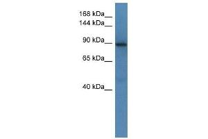 Western Blot showing Srgap1 antibody used at a concentration of 1. (SRGAP1 抗体  (Middle Region))