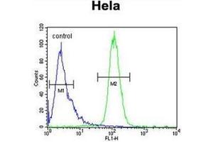 Flow cytometric analysis of Hela cells using INTS10 Antibody (C-term) Cat. (INTS10 抗体  (C-Term))