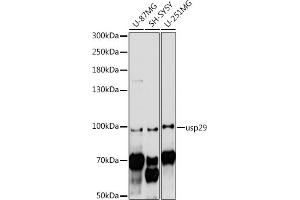 Western blot analysis of extracts of various cell lines, using usp29 antibody (ABIN7271155) at 1:1000 dilution. (USP29 抗体  (AA 200-300))