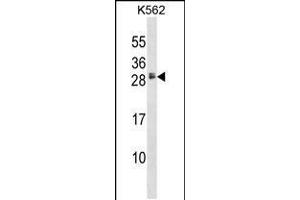 Western blot analysis in K562 cell line lysates (35ug/lane). (HBEGF 抗体  (AA 68-96))
