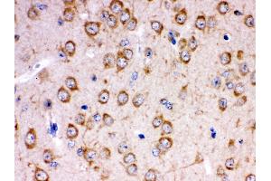 Anti- KCNIP2 Picoband antibody,IHC(P) IHC(P): Rat Brain Tissue (KCNIP2 抗体  (N-Term))